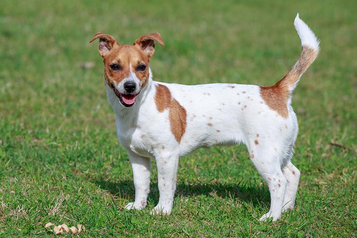 45 Dog Breeds You Should Know About Before Getting A Pet - Life Indigo